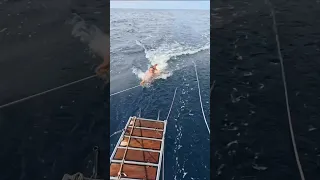 Getting trolled across the Pacific Ocean