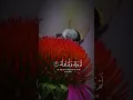 Download Lagu Surah Al-ikhlas tilawas #status #viralvideo