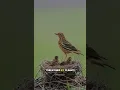 Lagu Red-Throated Pipit is one of the Most Unique Birds in the World #birds #redthroated #pipit #shorts