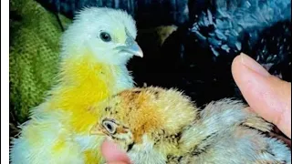 Artificial incubation of Cleopatra chickens π£#chicken #chickens #chicks #cutechicks #animals
