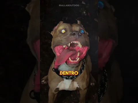 🐕🔥 Doberman vs Pitbull 💥 ¿Quién Ganaría Esta Batalla? 😱⚡ #Shorts