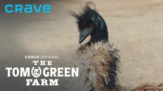 Tom Meets Viral Angry Emu from Useless Farm The Tom Green Farm Crave Original