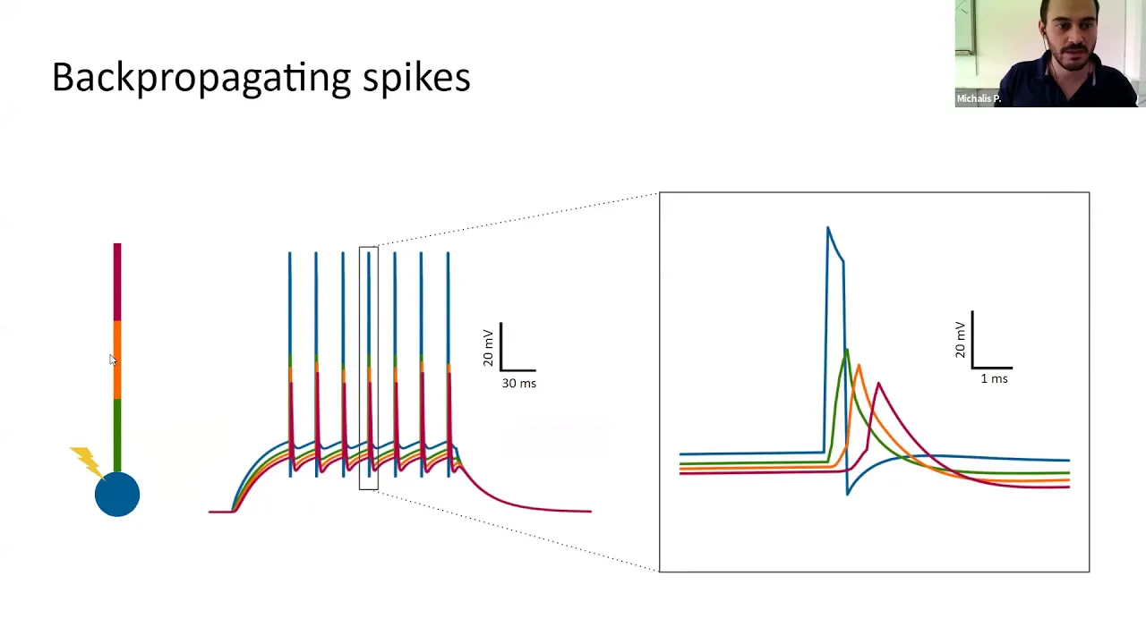 Talk: Adding dendrites to spiking neural networks in Brian 2 using Dendrify