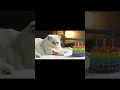 Download Lagu #cat #funny #cute #animalintelligence #happybirthday #aiandcats #kitten #aicats #o