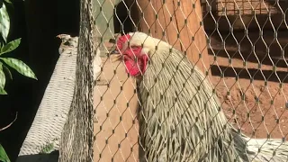 صياح الديك البراهما 