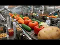 Lagu Inside A Modern Factory That Transforms Fresh Vegetables Into Frozen Perfection (Full Process)