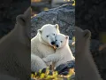 Download Lagu Mother Bear's Infinite Love 💖🐾