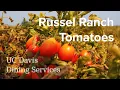 UC Davis Dining Services - Russell Ranch Tomatoes