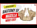 Anatomy of Maxilla ANIMATED