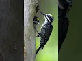 Download Lagu suara pikat burung pelatuk beras 100% jossss