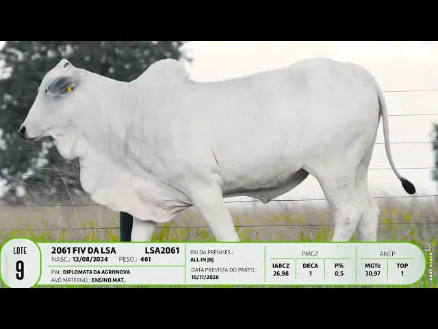 Novilha Nelore LSA - 2061