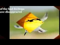 Jimmy Cliff - I Can See Clearly Now With Lyrics