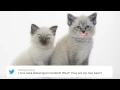 heat s Twitter Awards 2015 Twitter Kittens Ellie Goulding on Cara Delevingne s boobs
