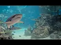 EarthCam Live Aquarium Cam Baltimore Maryland