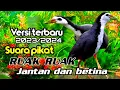 Download Lagu SUARA BURUNG RUAK RUAK || JANTAN DAN BETINA || BIRDTRAP