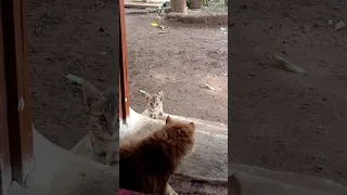 Mini Cat Reaction Shortsfeed Cat Catlovers Kitten Simba 