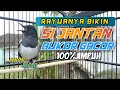 Download Lagu 🔴 Kacer Betina Birahi Gacor Memancing Jantan Di Pagi Hari || AMPUH NYAUTT