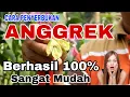 Download Lagu 100% BERHASIL- SANGAT MUDAH!!  CARA PENYERBUKAN BUNGA ANGGREK