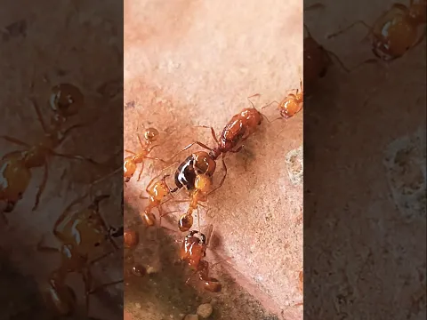 primitive Builder# King of ant #sorts #forest #insects