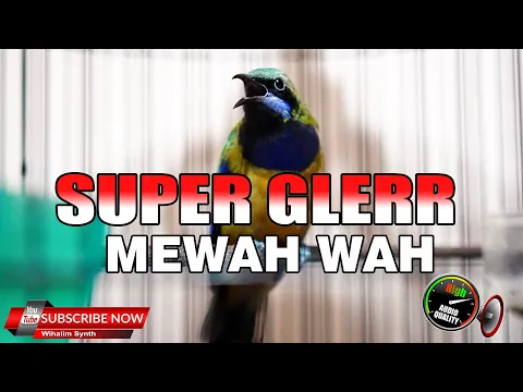 Download MP3 SUPER GLER MEWAH WAH CUCAK CUNGKOK TAJAM JERNIH GACOR UNTUK MASTERAN BURUNG JUARA