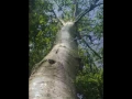 OMNIA - Old Man Tree
