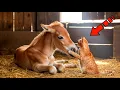 Download Lagu De oude kat kwam naar het stervende veulen en deed iets verbazingwekkends!