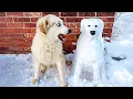 Lagu Funny Animals React to Crazy Weather