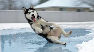 Funny Animals React to Crazy Weather