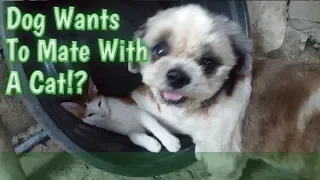 dog wants to mate with a cat male cat miggy and coco unexpected moments