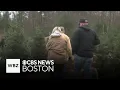 Massachusetts residents turn to Christmas tree farms amid uptick in price of artificial options