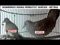 Download Lagu Suara Perkutut Lokal Jantan dan Betina satu Kandang