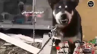 له يا صحاب الكلب دندنها