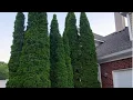 Listen to Me Ramble about Mature Emerald Green Arborvitaes