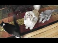 Cody the Screaming Dog Remix