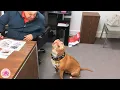 Lagu Rescued Pitbull Goes To Work With His Mom And Ends Up Becoming the Boss