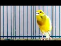 Lagu #009  Masteran kenari gacor panjang! Kenari paud auto gacor setelah dengar suara kenari ini
