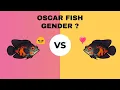 Download Lagu HOW TO IDENTIFY OSCAR FISH GENDER : Male or Female ?