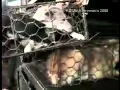 Download Lagu FUR Uggs Boots = Animal Abuse (Leather, Wool, Silk too) NIN Closer Hurt Wish Only peta
