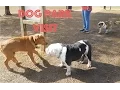 English Bulldog s First Time at a Dog Park