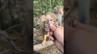 قرد ياكل عنب قرد صغير قرد كيوت قرد لطيف قرد مضحك تربية القرود قرود الغابة عنب فواكه 