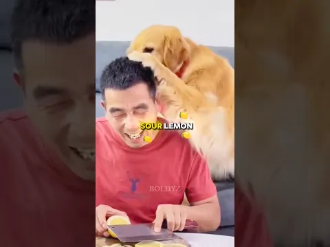 #guess Dog Tries Sour Lemon #guessthesong #vivanlodha #vivvzn #vivanlodha #vivvzn