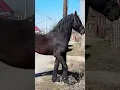 Black Friesian Horse ep2