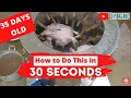 Chicken Feather Plucking 30 Seconds How Hot Should Scalding Water Be Chicken Processing Machine