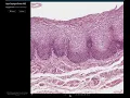 View a demonstration using virtual microscopy to examine histological sections of tissues organs