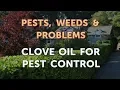 Clove Oil for Pest Control