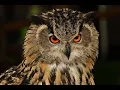 Lagu Owl Sound | Owls Sound Effects | Owl Calls | Uhu Owl Noises | Nature Sounds | No Music