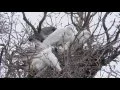 Snowy Egrets on Nest in the Wind