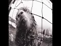 Daughter - Pearl Jam