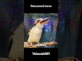 Download Lagu FAKTA MENARIK BURUNG KOOKABURRA YANG BERASAL DARI AUSTRALIA #faktahewa#birds #short