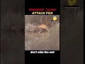 Download Lagu PEREGRINE FALCON VS FOX #falconattack #fox #birdsofprey #wildlife #shorts #animals
